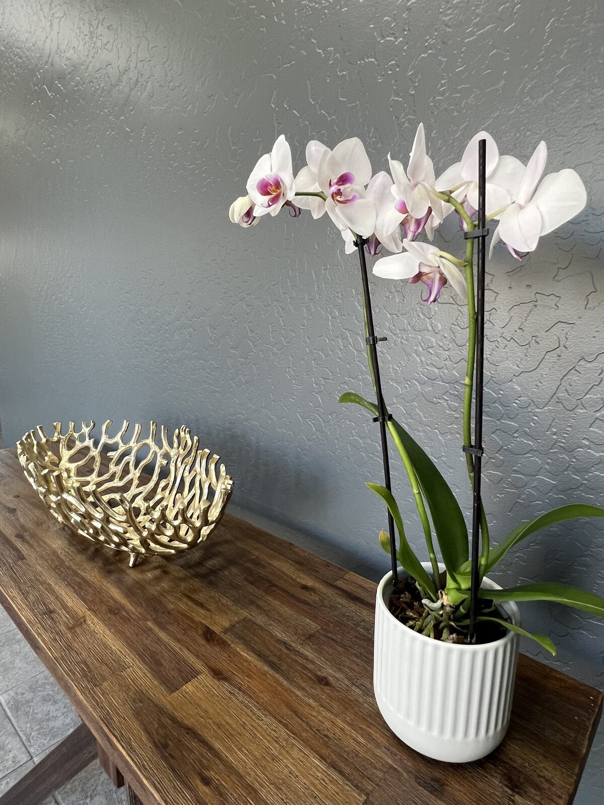 Summit aesthetics suite